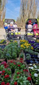 Dzieci ubrane w kurtki i czapki siedzą w dwóch dużych, czteroosobowych wózkach. Dzieci patrzą na różnokolorowe kwiaty w doniczkach postawione na ziemi.